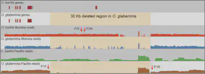 Figure 2. A 37.2-kb deleted fragment containing six protein-coding genes from O. glaberrima chromosome 3